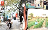Hoài niệm về làng rau húng Láng trên những bức tường